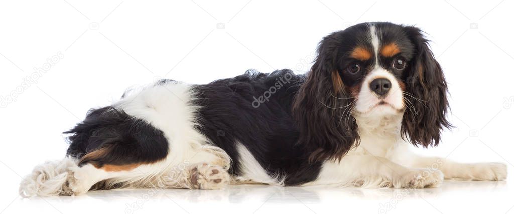 Cavalier King Charles spaniel lying on a white background and looking straight ahea
