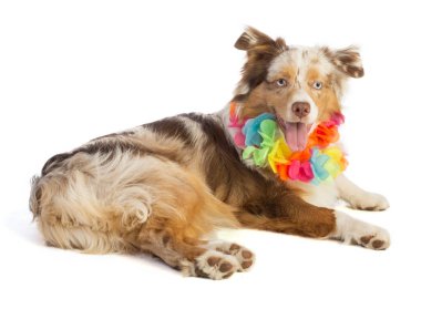 Beyaz arka planda çiçek kolyesi olan Amerikan çoban köpeği.