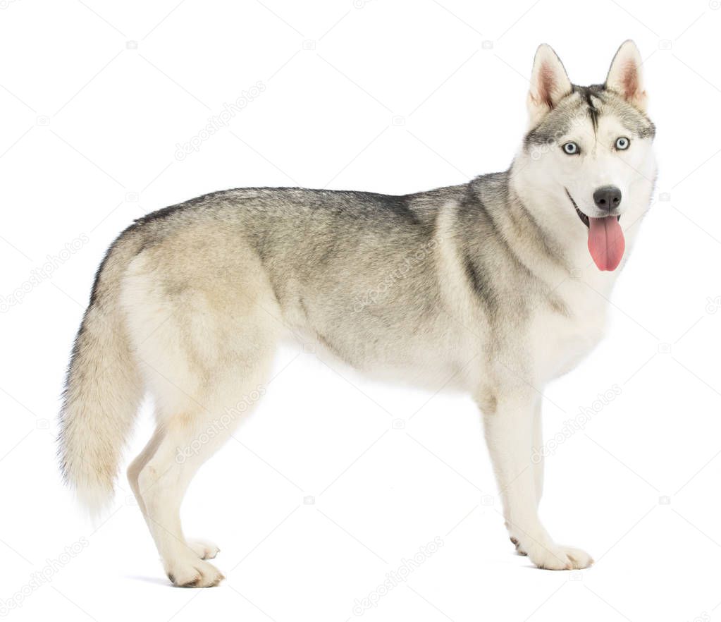 Siberian Husky standing in profile looking from the front on white background