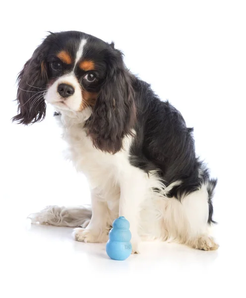 Cavaleiro Rei Charles Spaniel Com Brinquedo Kong Fundo Branco — Fotografia de Stock