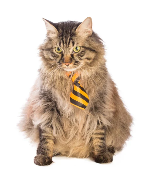 Gato Grande Norwegian Está Sentado Com Gravata Amarela Fundo Branco — Fotografia de Stock