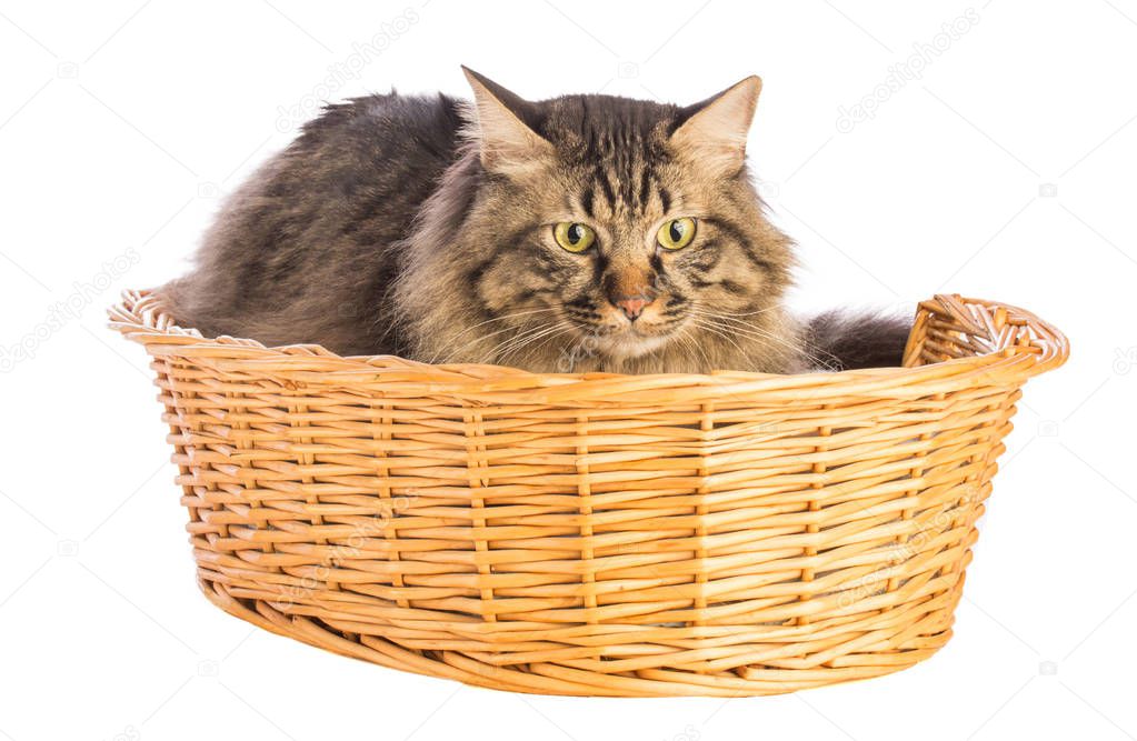 Big cat norwegian, feline with long hair, in basket on white background