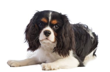 Cavalier King Charles spaniel beyaz bir arka plan üzerinde yalan ve düz ahea arıyorsunuz