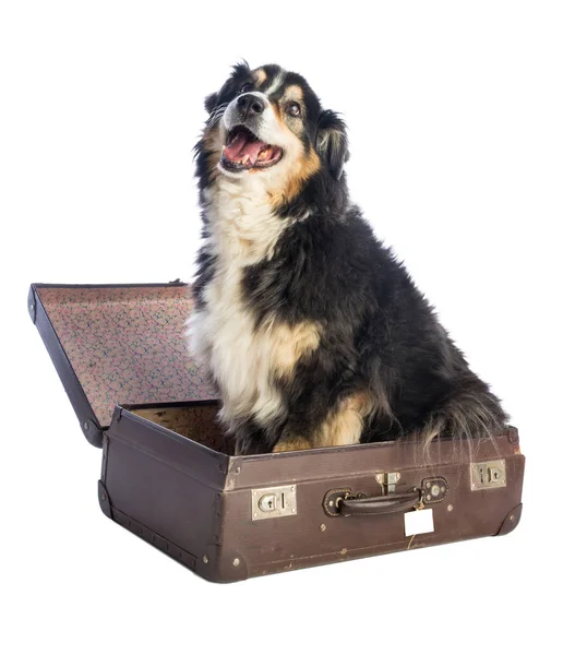 Üç renkli siyah Avustralyalı çoban bavul içinde beyaz arka plan üzerinde