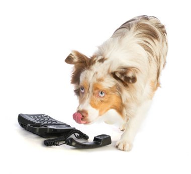 Beyaz arka plan üzerinde telefon ile Amerikan çoban