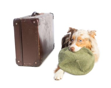 bavul ile Amerikan çoban ve ve kap beyaz zemin üzerine ağzına