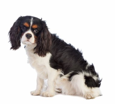 Düşüncesiz kral şarlatan İspanyol beyaz bir arka plan üzerinde oturan ve dümdüz arıyorsunuz