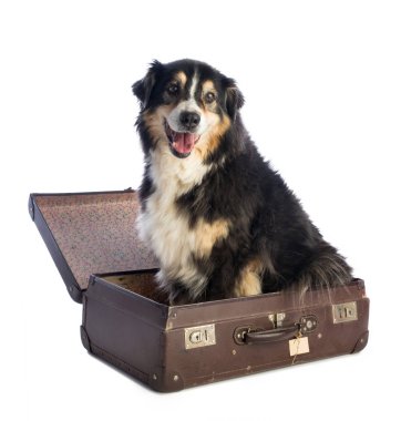 Üç renkli siyah Avustralyalı çoban bavul içinde beyaz arka plan üzerinde