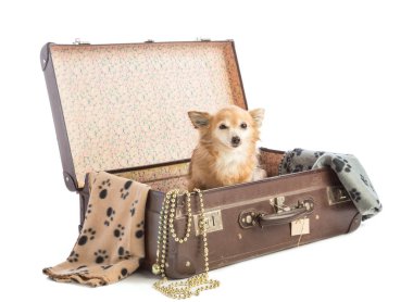 Chihuahua beyaz arka plan üzerinde eski bir bavul içinde