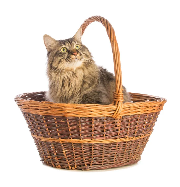 Sepette beyaz arka plan üzerinde uzun saçlı büyük kedi Norveç, kedi
