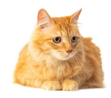 Uzun saçlı Kızıl saçlı kedi turuncu gözleri ile beyaz bir arka plan üzerinde seyir