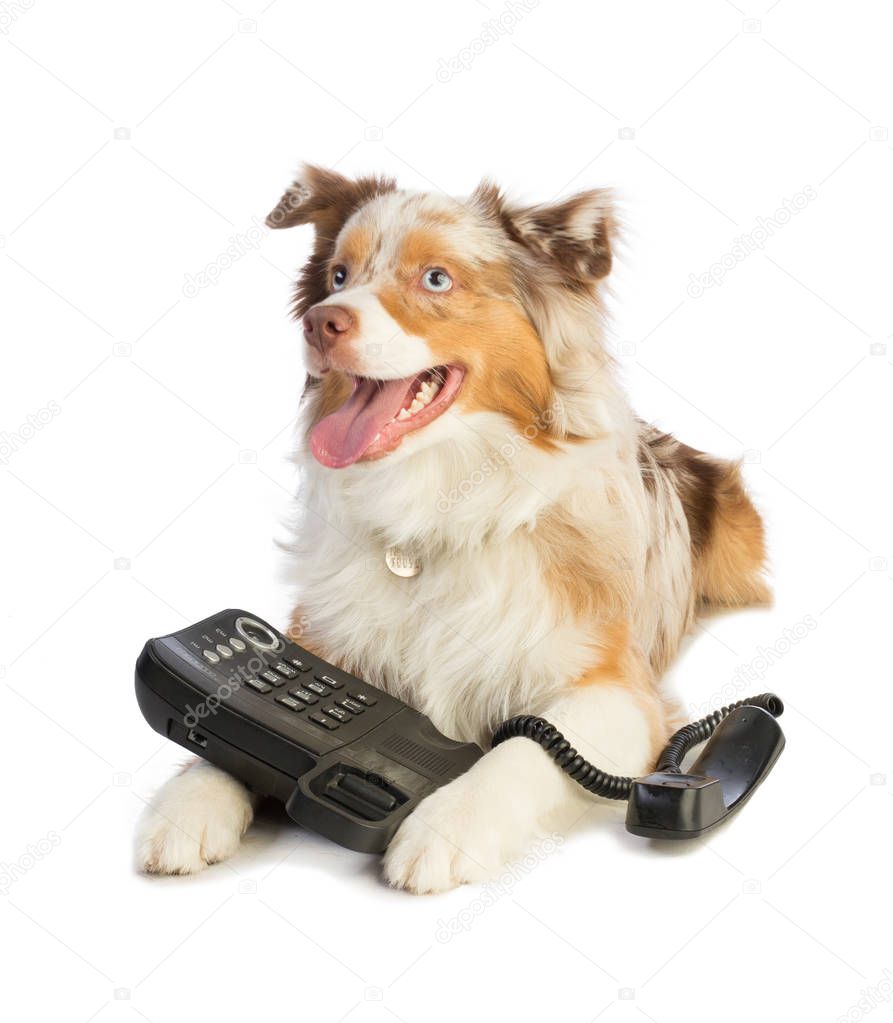 american shepherd with phone on white background