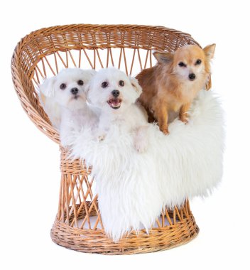 Malta köpek, Coton de Tulear ve beyaz arka plan üzerinde bir hasır sandalye üzerinde chihuahua