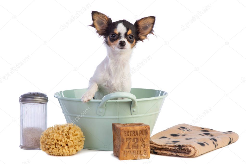 Young Chihuahua in a basin to get washed on white background