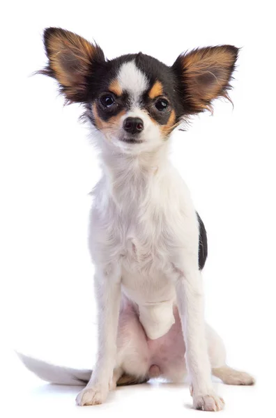 Jovem Chihuahua Que Foi Operado Fundo Branco — Fotografia de Stock