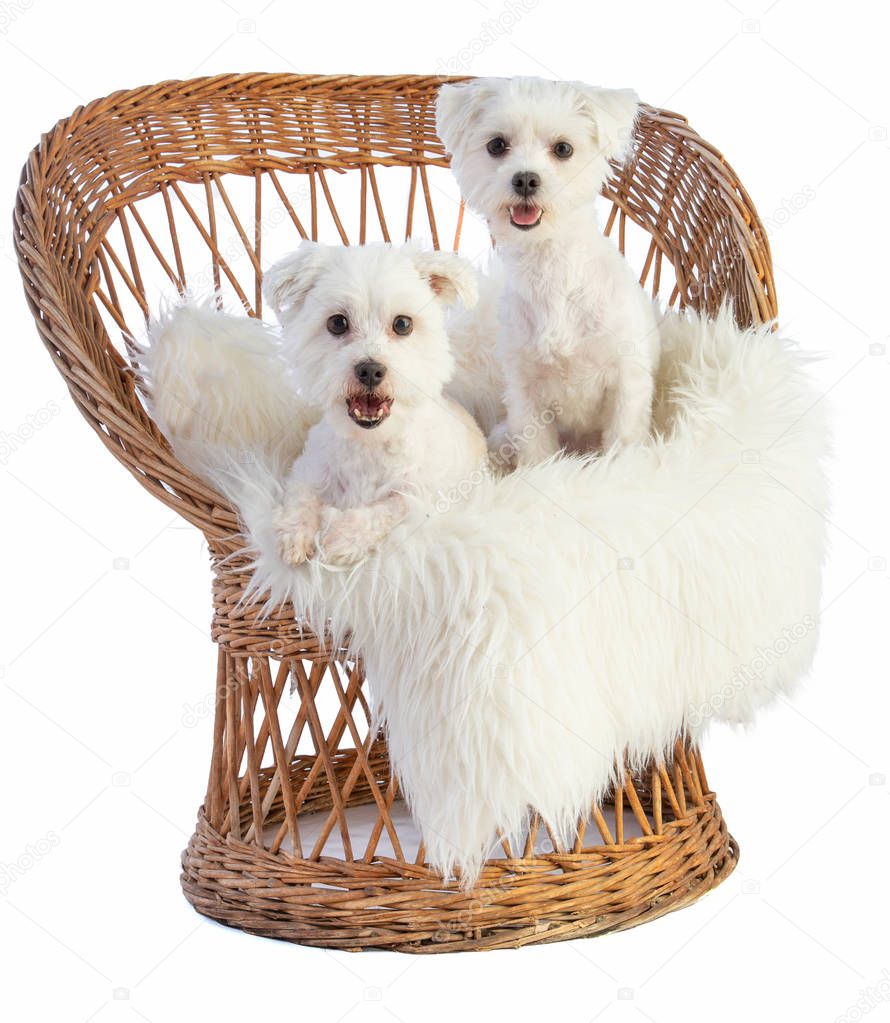 Coton de Tulear and Maltese Bichon on a wicker chair with a white animal ski