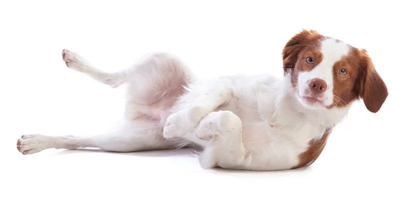 Brittany spaniel beyaz bir arka plan sırtında yatarken