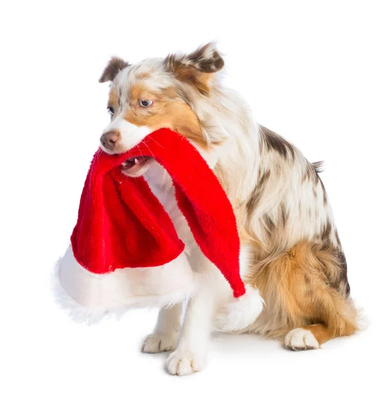 Amerikanischer Schäferhund Mit Weihnachtsmütze Mund Auf Weißem Hintergrund — Stockfoto