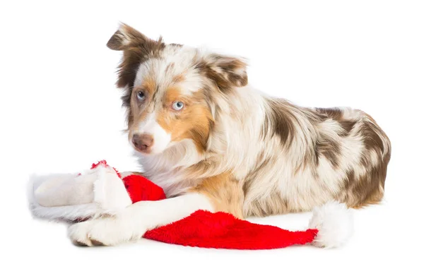 Americký Ovčák Santa Klobouk Bílém Pozadí — Stock fotografie