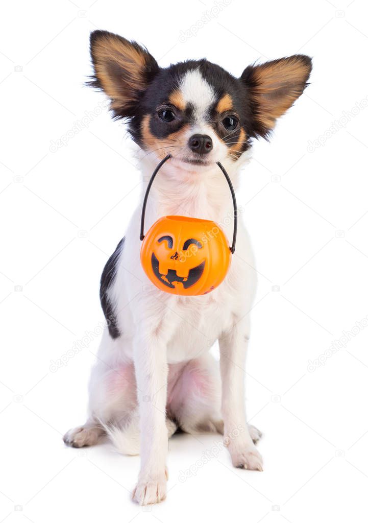 Chihuahua carries a mini pumpkin in the mouth for Halloween on a white background