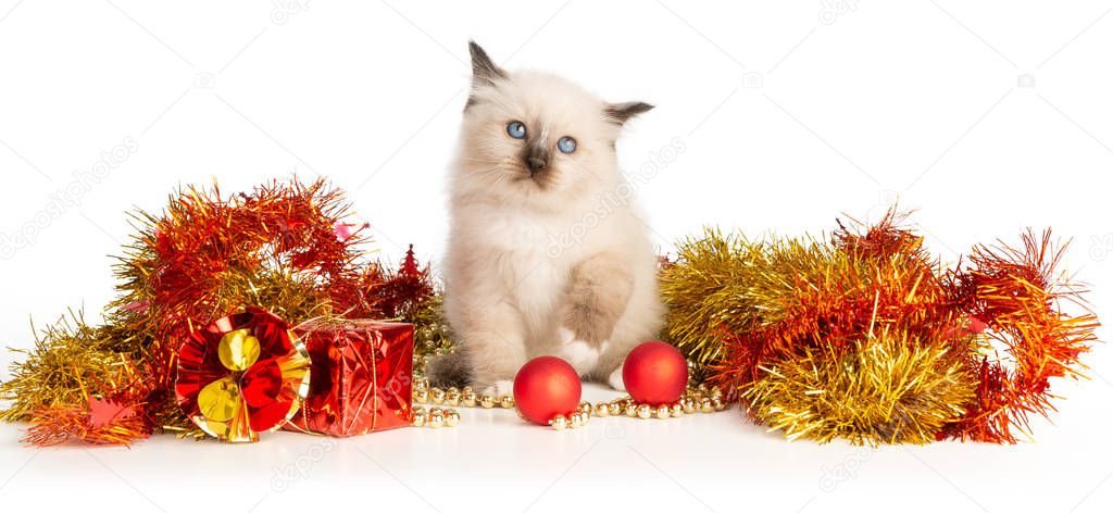 Sacred kitten of Burma with Christmas decor on a white background