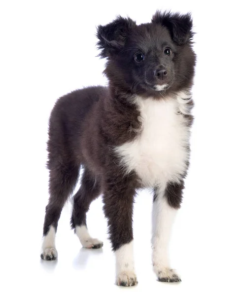 Shetland Schäferhund Steht Und Blickt Voraus Auf Weißem Hintergrund — Stockfoto