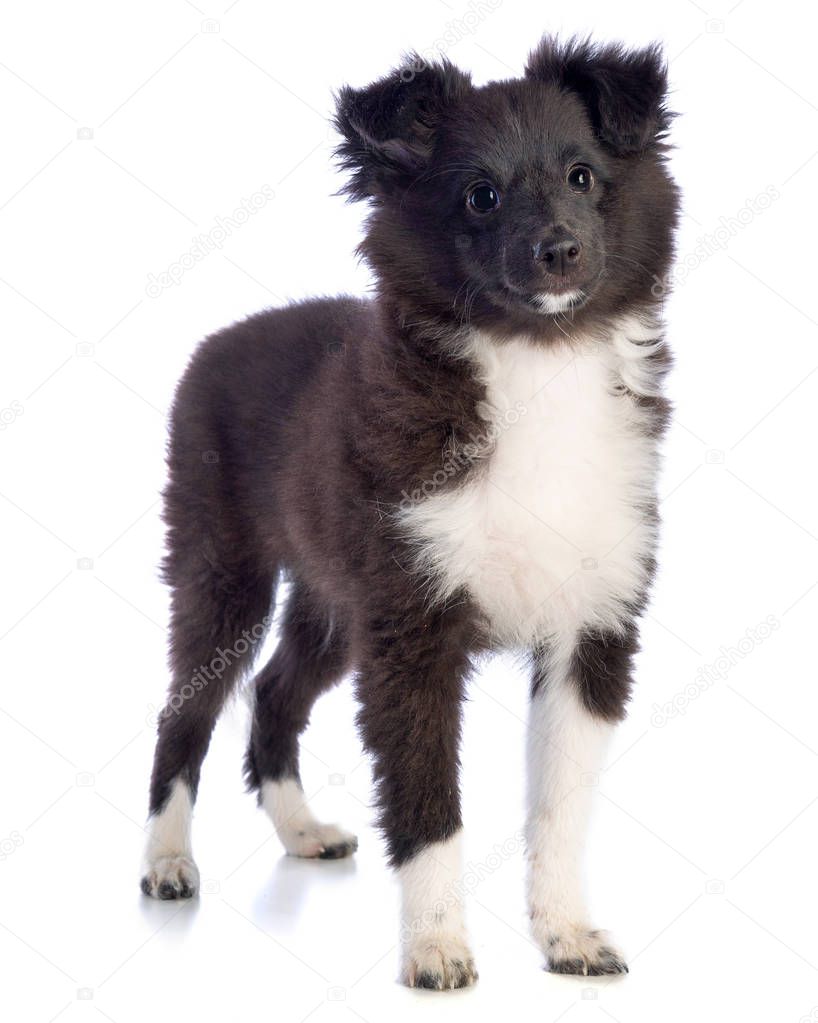 Shetland Sheepdog is standing and looking ahead on white background