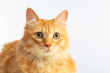 beyaz bir arka plan üzerinde güzel tüyler ile kaplan kırmızı kedi