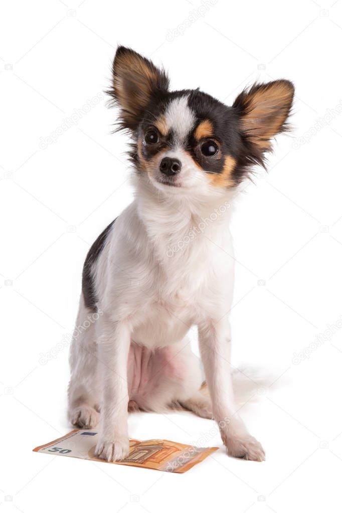 young chihuahua with a ticket of 50 dollars under the paw on a white background