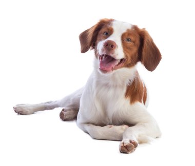 Brittany spaniel gülümseme ile beyaz bir arka plan üzerinde seyir