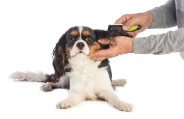 Cavalier king Charles üzerinde beyaz bir adam fırça