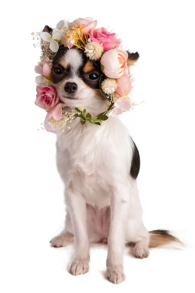 Chihuahua Dengan Karangan Bunga Pada Latar Belakang Putih — Stok Foto