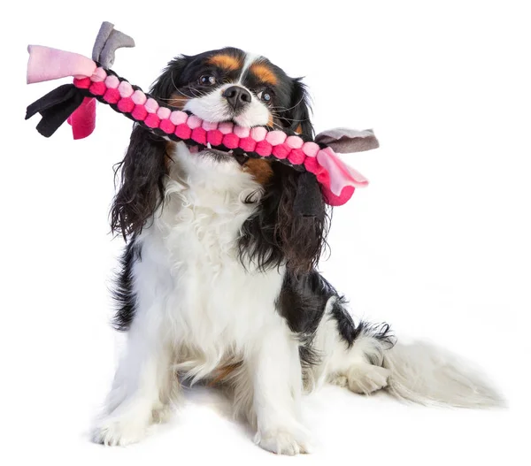 Şövalye Kral Charles Spaniel Beyaz Arka Planda Bir Oyuncakla Oturuyor — Stok fotoğraf