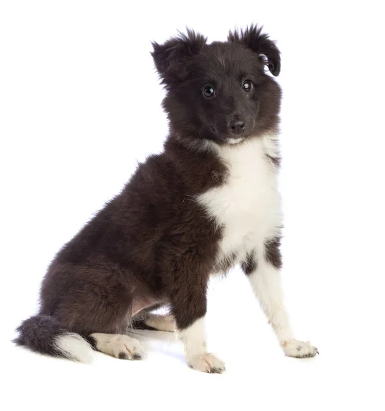 Shetland Sheepdog Está Sentado Olhando Para Frente Fundo Branco — Fotografia de Stock