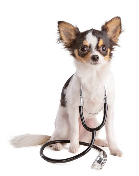 Chihuahua Stethoscope White Background — Stock Photo, Image