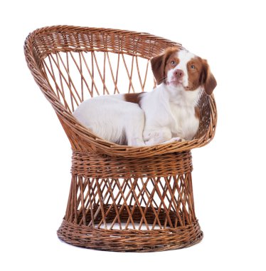 Brittany spaniel bir hasır sandalye beyaz bir arka plan üzerinde yatan