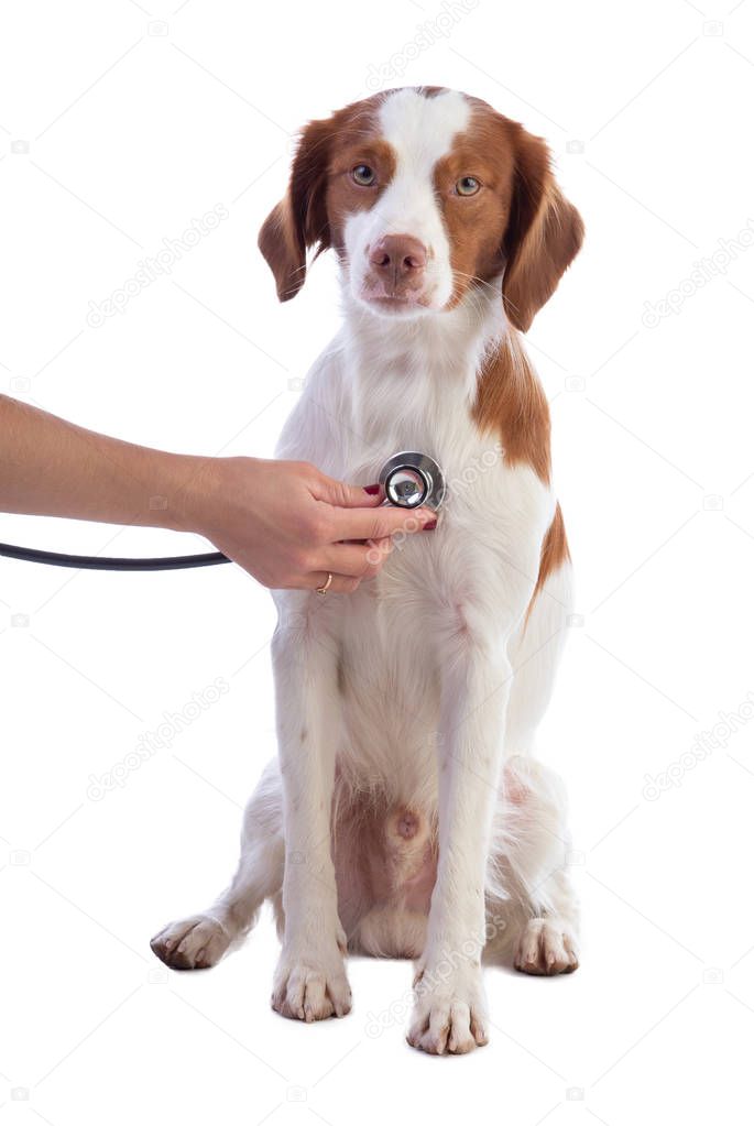 Brittany spaniel being examined with a stethoscope on with background