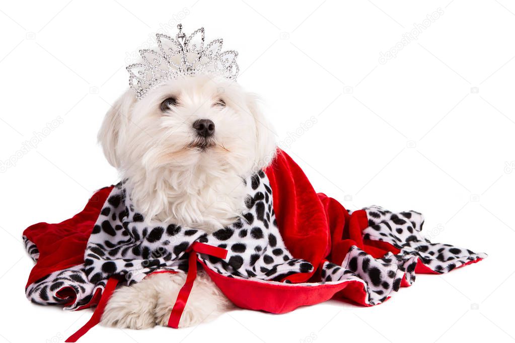 Maltese bichon with a queen crown with christmas decor