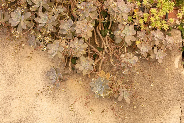 Graptopetalum Paraguayense Grey Greasy Plant Hanging Wall Royalty Free Stock Photos