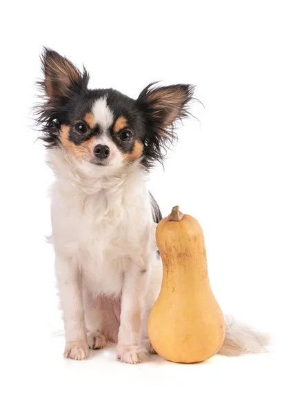 Balkabağı ve chihuahua beyaz bir zemin
