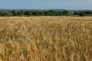 Mavi gökyüzü otlu buğday tarlası