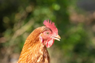 Kızıl saçlı tavuk otların arasında özgürce yatıyordu.