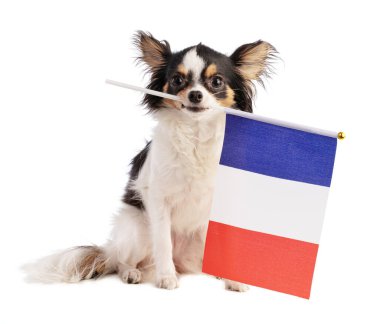 Beyaz arka planda Fransız bayrağı olan bir Chihuahua.