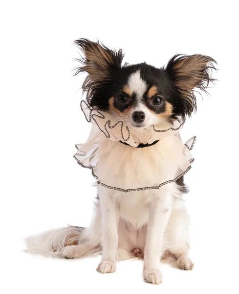 Chihuahua Met Een Kanten Kraag Een Witte Achtergrond — Stockfoto
