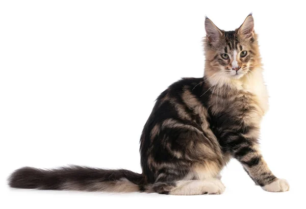 Junger Maine Coon Sitzt Auf Weißem Hintergrund — Stockfoto