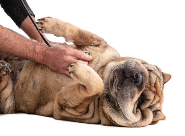 Eski Shar-Pei (12 yaşında) steteskobu beyaz arka planda izole edilmiş