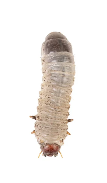 White Larva Cockchafer Detoured White Background — Stock Photo, Image