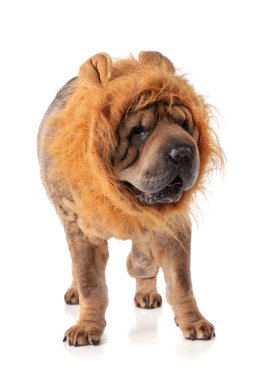 Eski Shar-Pei (12 yaşında) aslan kürklü, beyaz arka planda izole edilmiş.