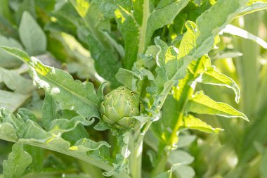 Bahçedeki bitkilerinin üzerindeki enginarlar.