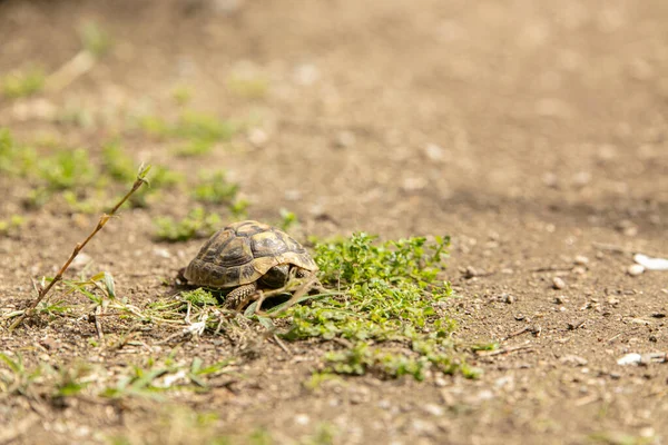 Tortuga Pequeña Jardín —  Fotos de Stock